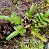 Lomariocycas tabularis ( Blechnum tabulare )fausse osmonde .( jeune individu )  blechnaceae.indigène Réunion..jpeg
